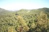 bm-treetops_thumb.jpg 2.5K