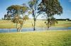 cows-nrbathurst_thumb.jpg 2.7K