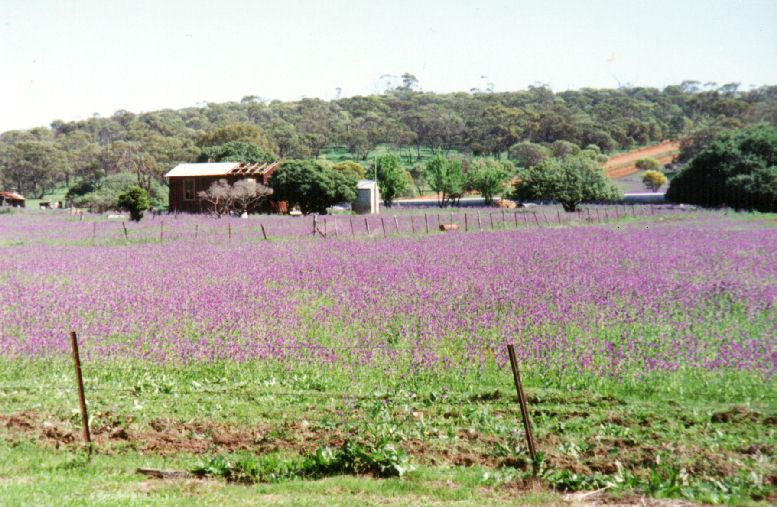 flowers&farm.jpg 96.7K
