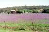 flowers&farm_thumb.jpg 2.4K