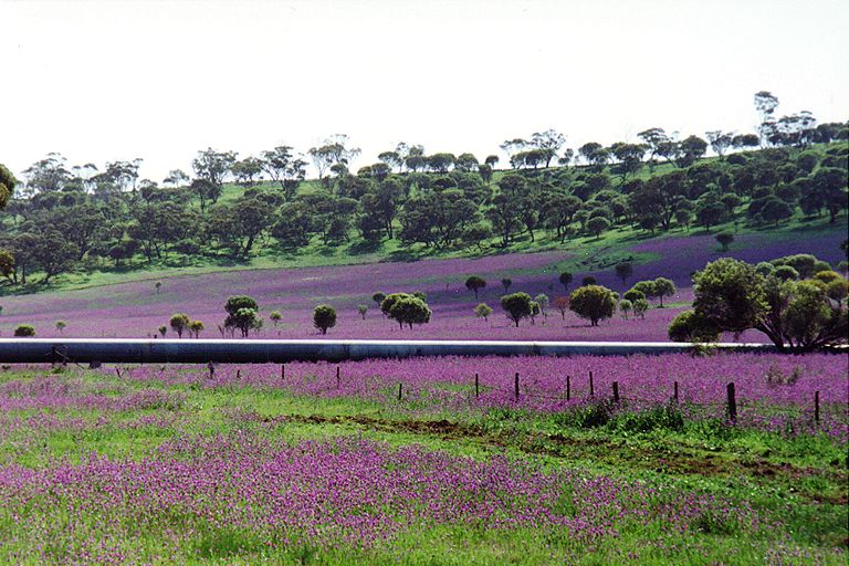 flowers-pipe.jpg 108.6K