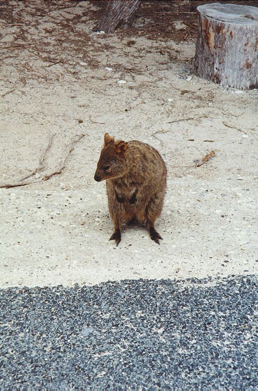 ri-quokka.jpg 126.5K