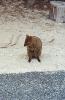 ri-quokka_thumb.jpg 2.4K