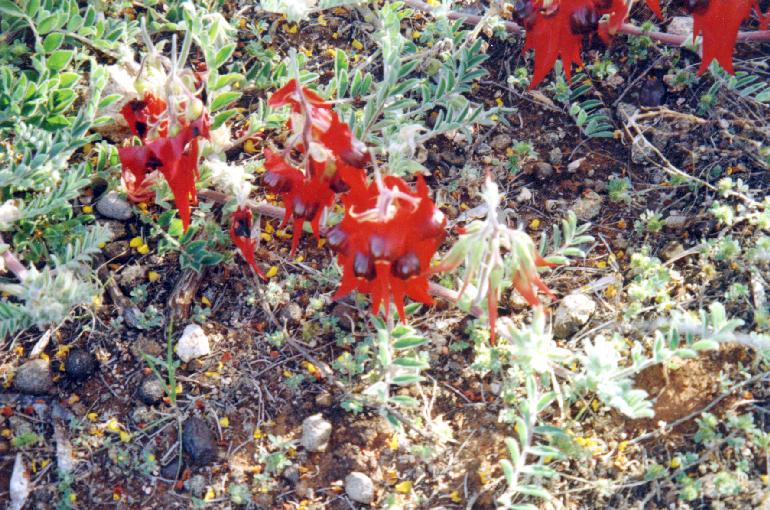 sturtpea.jpg 108.9K