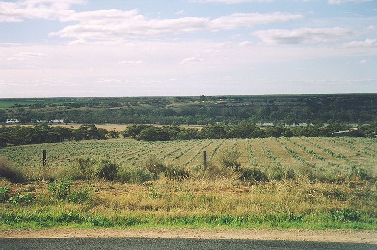 vine-nr-renmark.jpg 101.3K
